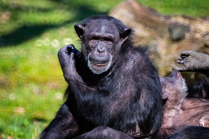 Un chimpanzee